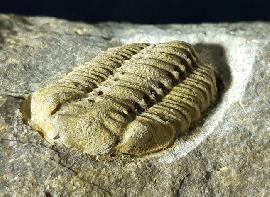 Acastoides poschmanni BASSE & MLLER, 2016 - Bild © FossNet FossilienStore